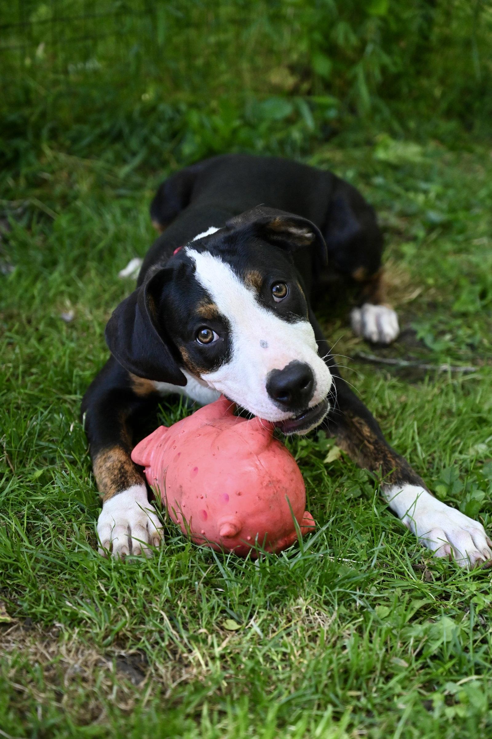 Enlarge Mr Lincoln Rose *LOCAL*, a Adoptable Hound in Wakefield, RI image 3/3