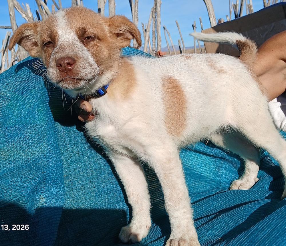 Pinto Bean, Adoptable, Puppy Male Rhodesian Ridgeback.