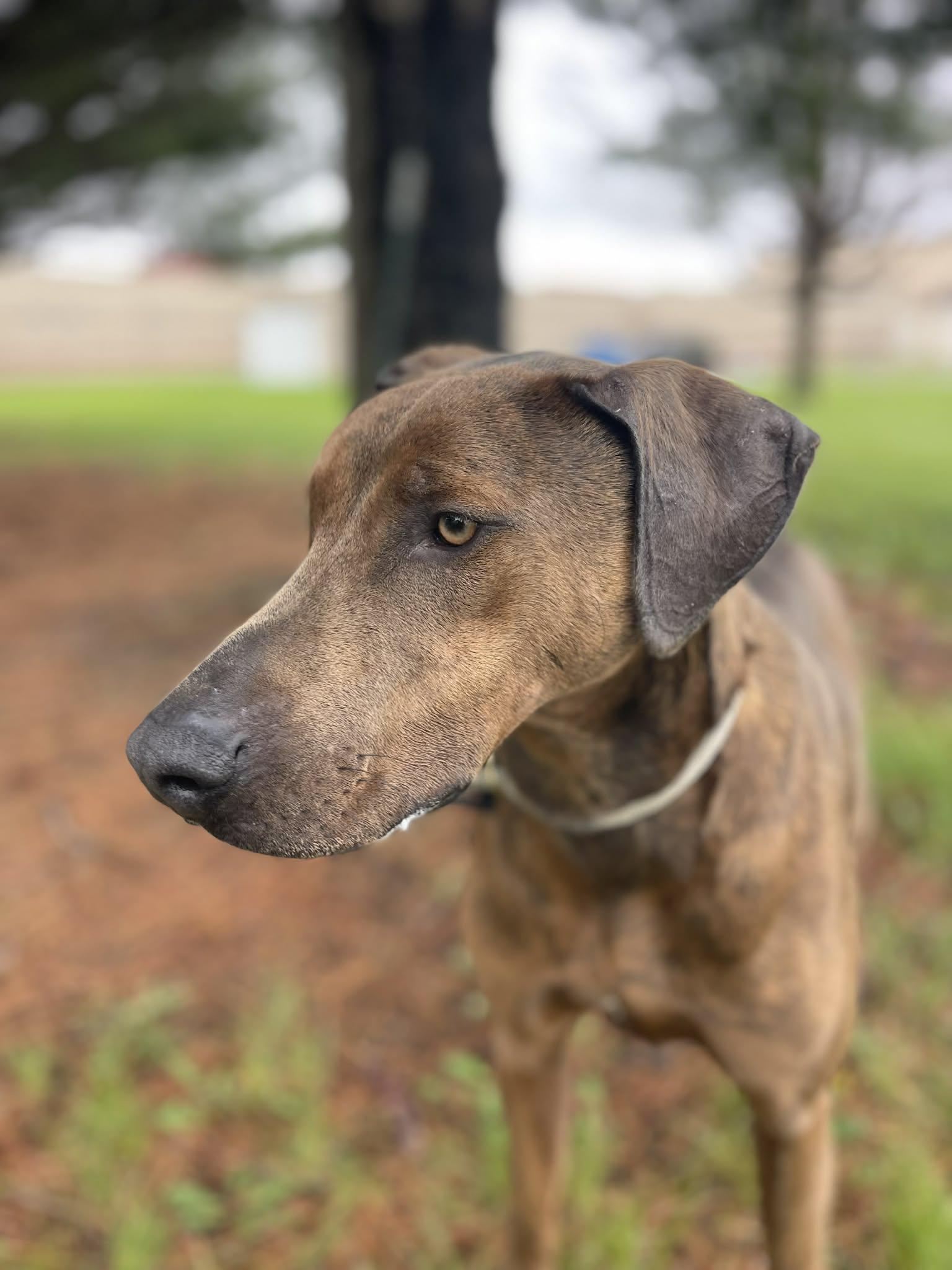 Mounds, adoptable, Adult Male Plott Hound.