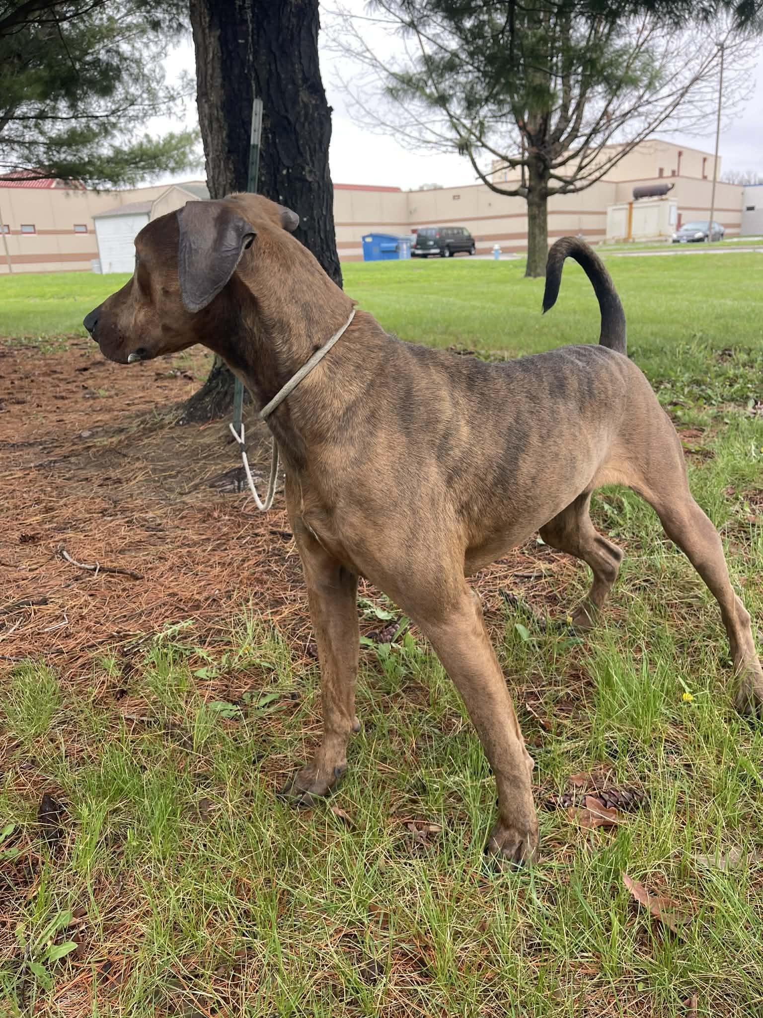 Enlarge Mounds, an adoptable mixed breed in Springfield, IL image 4/4
