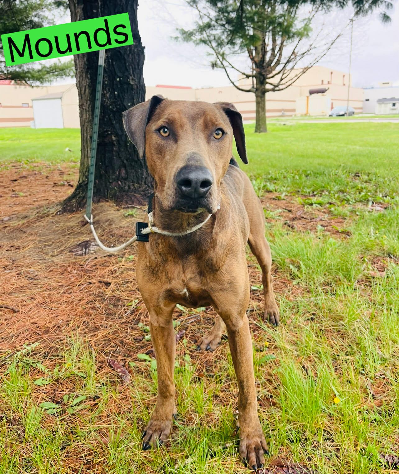 Enlarge Mounds, an adoptable mixed breed in Springfield, IL image 3/4