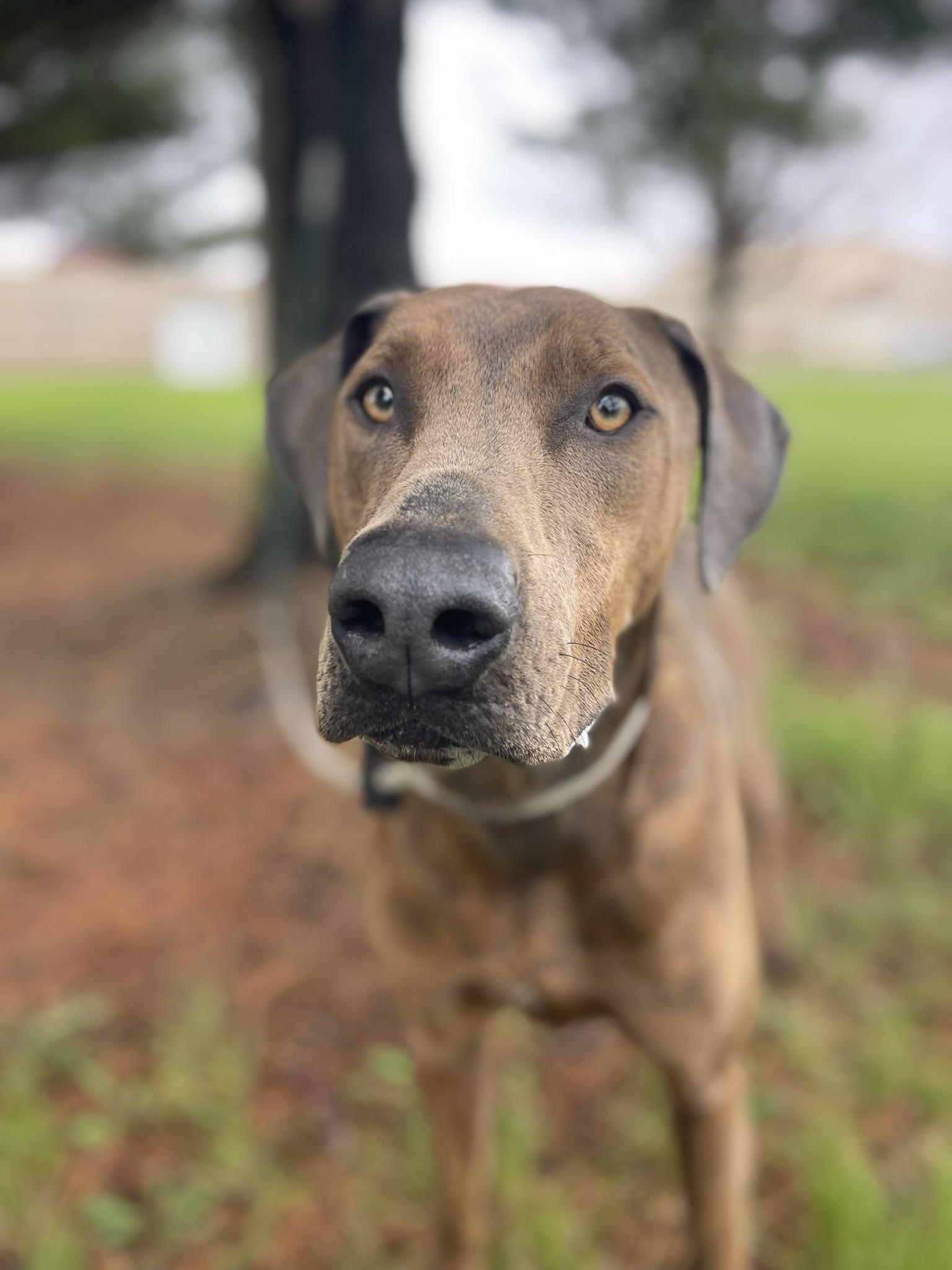 Enlarge Mounds, an adoptable mixed breed in Springfield, IL image 2/4