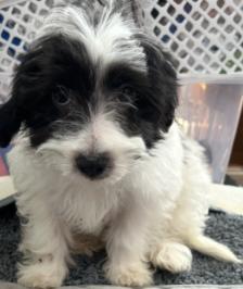 #247 Fritz, Adoptable, Puppy Male Havanese.