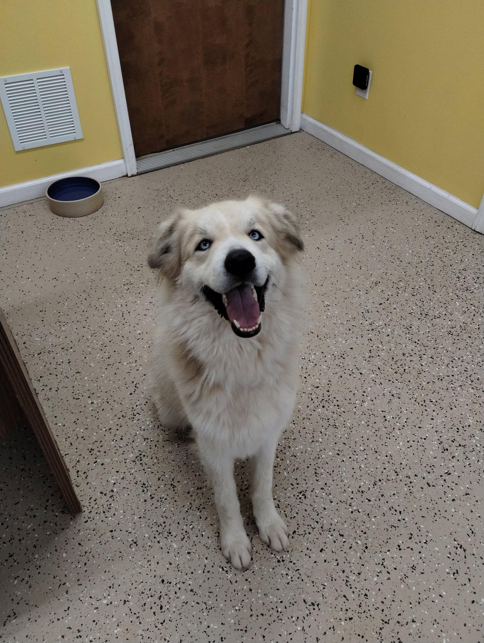 Theo, a Adoptable Australian Shepherd in York, SC image 1/3