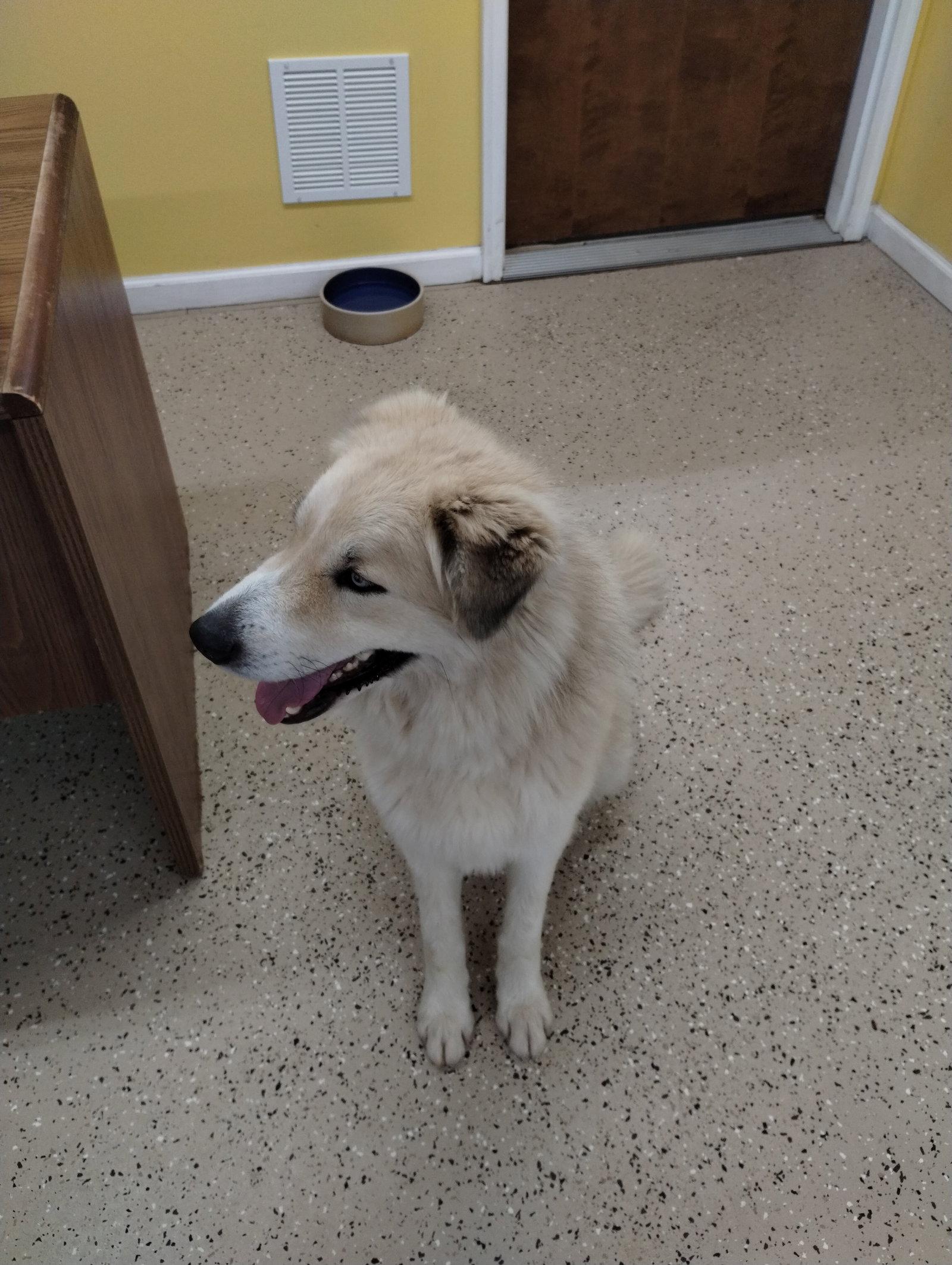 Theo, a Adoptable Australian Shepherd in York, SC image 2/3