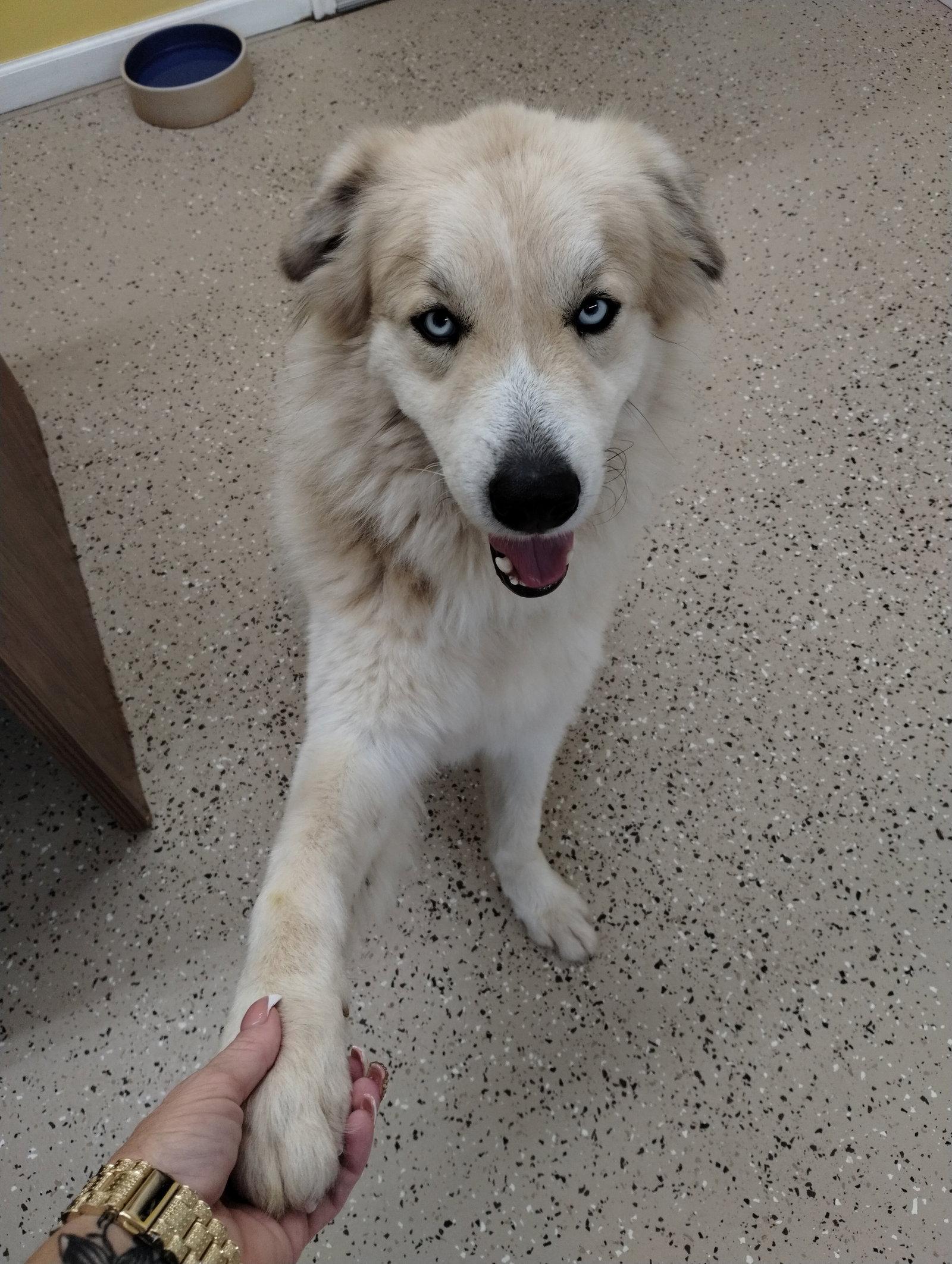 Theo, a Adoptable Australian Shepherd in York, SC image 3/3