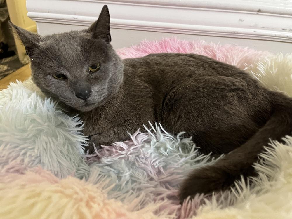 Cinder, Adopted, Adult Female Domestic Short Hair.
