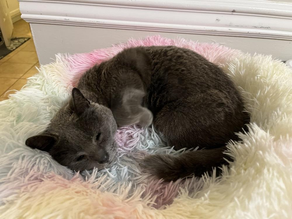 Enlarge Cinder, a Adopted Domestic Short Hair in Virginia Beach, VA image 2/3
