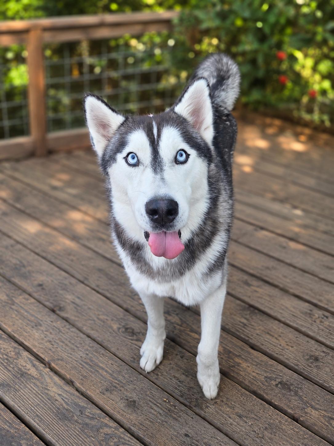Samson - Stealer of Hearts, adopted, Young Male Husky.