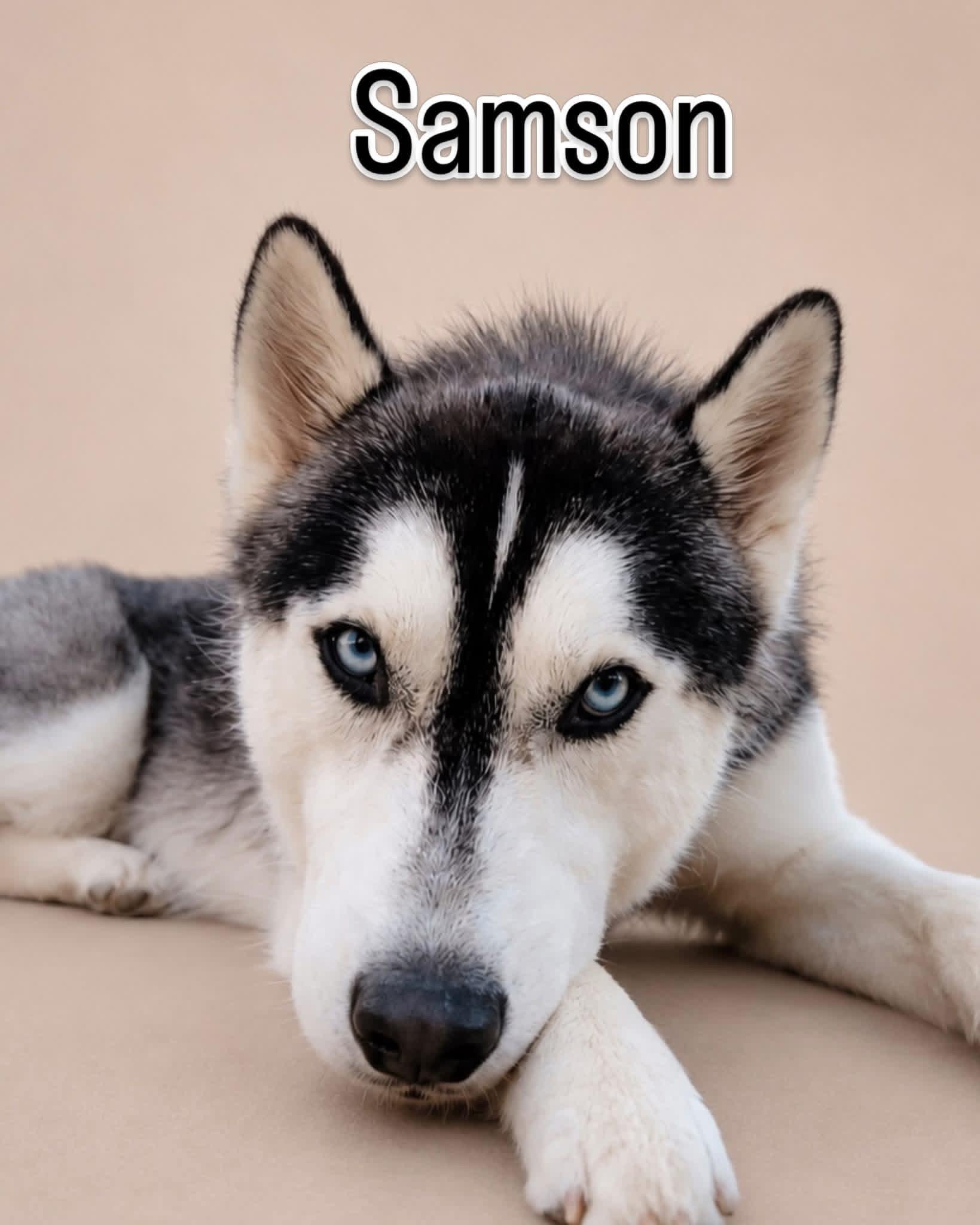 Samson - Stealer of Hearts, a ADOPTABLE mixed breed in Menifee, CA image 1/4