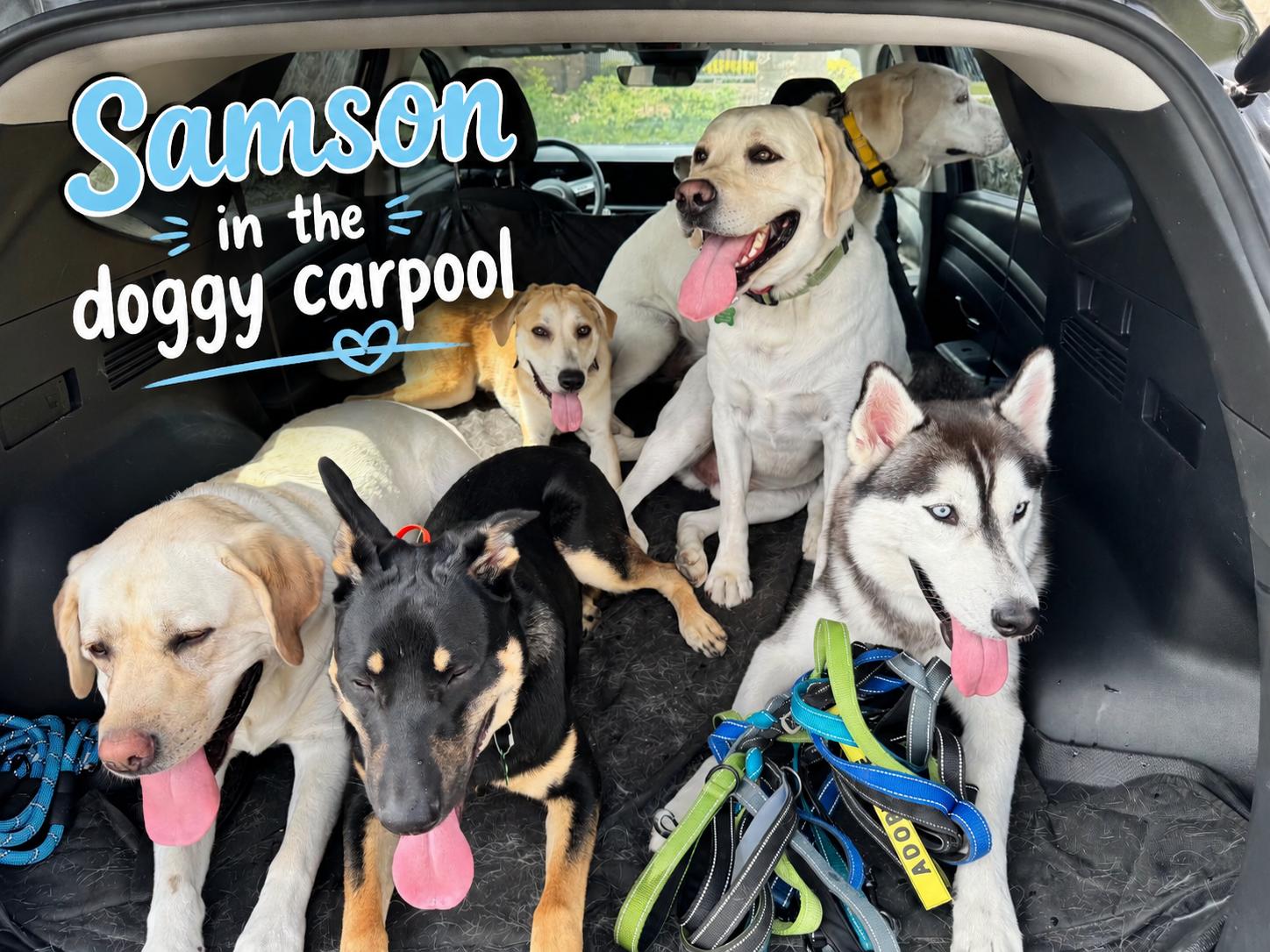 Samson - Stealer of Hearts, a ADOPTABLE mixed breed in Menifee, CA image 4/4