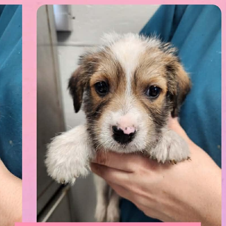 Georgia, adopted, Puppy Female Wirehaired Terrier & Rat Terrier.
