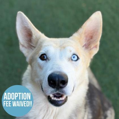 Enlarge Athena, a ADOPTABLE mixed breed in Sacramento, CA image 1/4