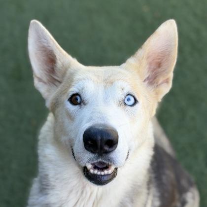Enlarge Athena, a ADOPTABLE mixed breed in Sacramento, CA image 2/4