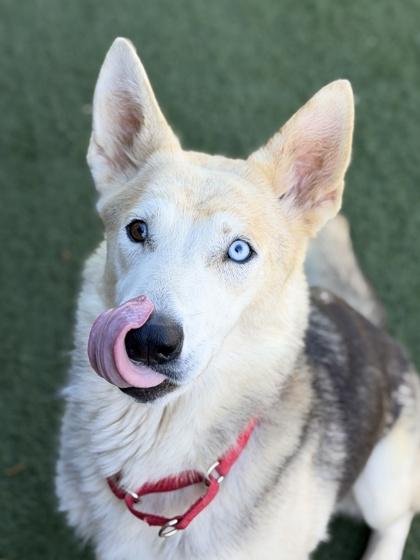 Enlarge Athena, a ADOPTABLE mixed breed in Sacramento, CA image 3/4