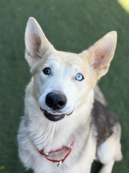 Enlarge Athena, a ADOPTABLE mixed breed in Sacramento, CA image 4/4
