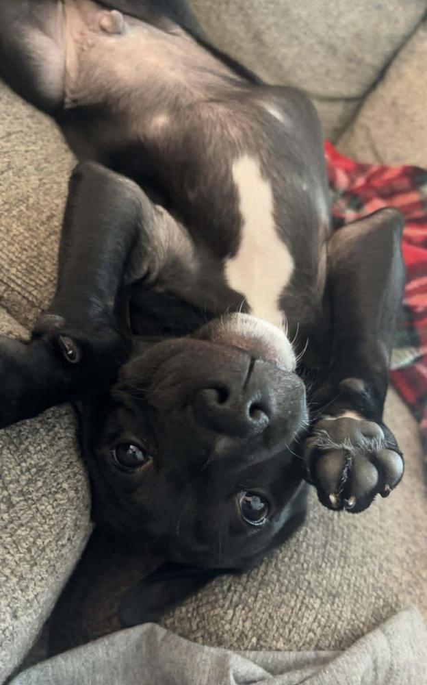 Woodsboro, Adoptable, Puppy Male Mixed Breed.