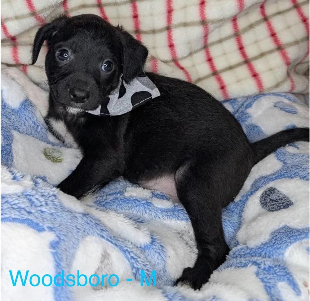 Enlarge Woodsboro, a Adoptable mixed breed in Cheektowaga, NY image 1/5