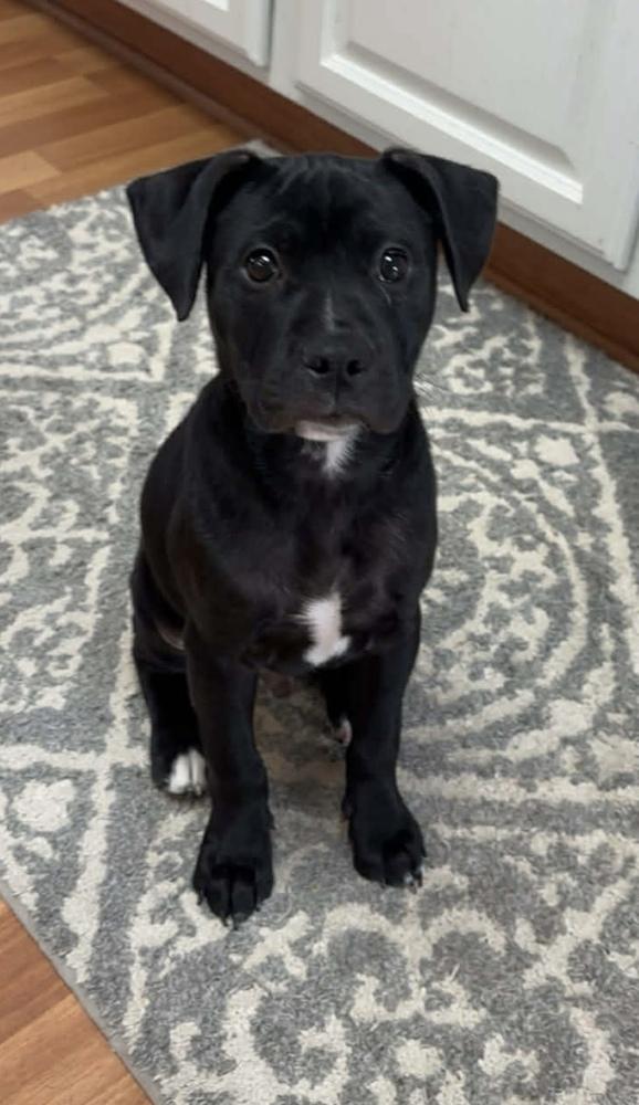 Enlarge Woodsboro, a Adoptable mixed breed in Cheektowaga, NY image 3/5