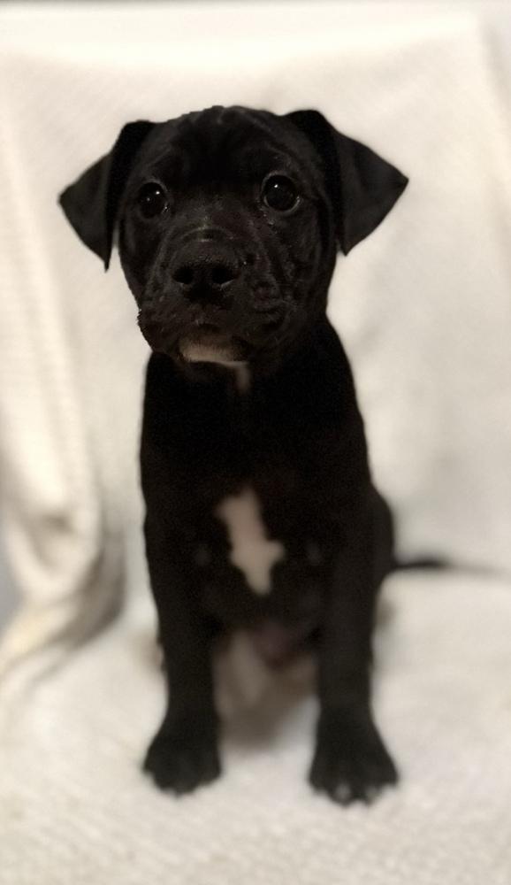 Enlarge Woodsboro, a Adoptable mixed breed in Cheektowaga, NY image 3/5