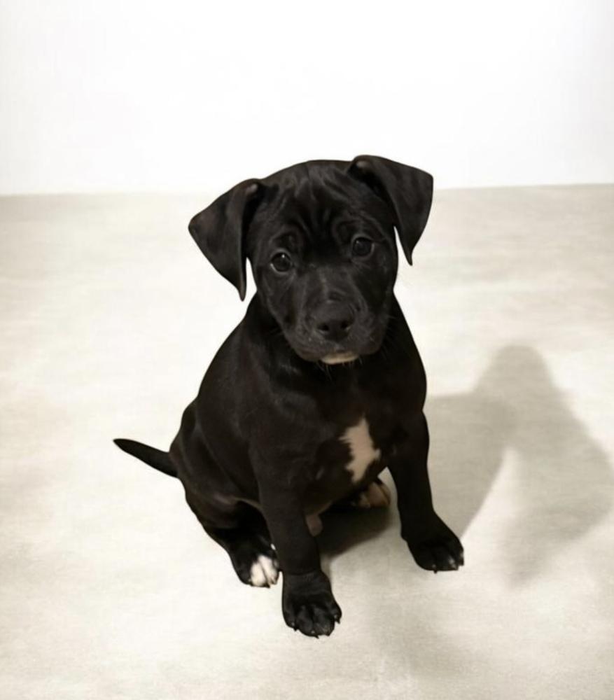 Enlarge Woodsboro, a Adoptable mixed breed in Cheektowaga, NY image 4/5