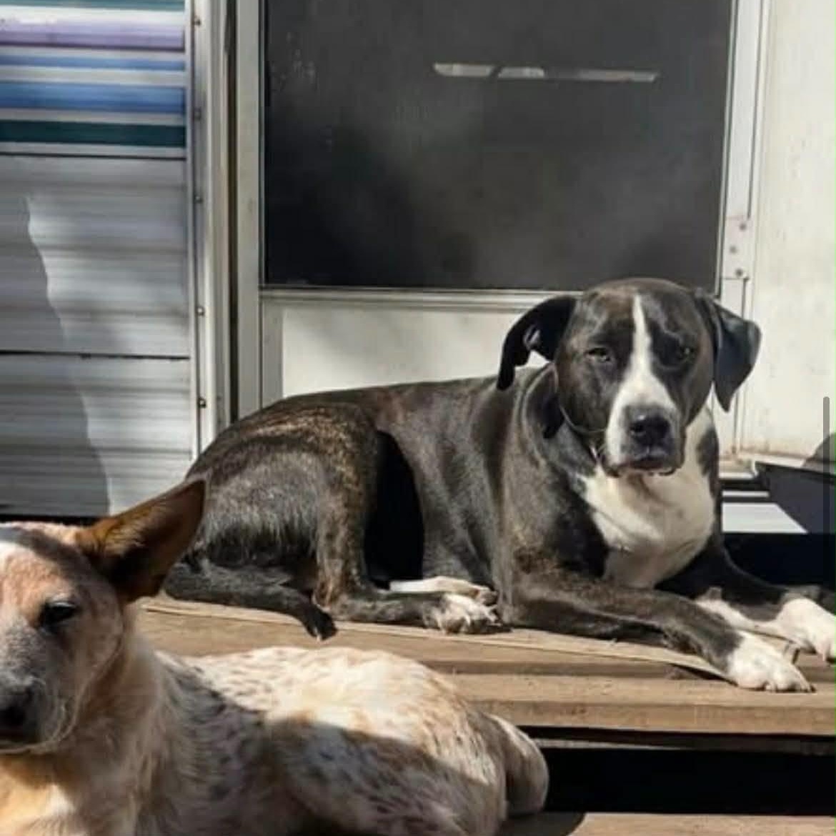Mydas, an adopted mixed breed in Sparta, WI image 2/5