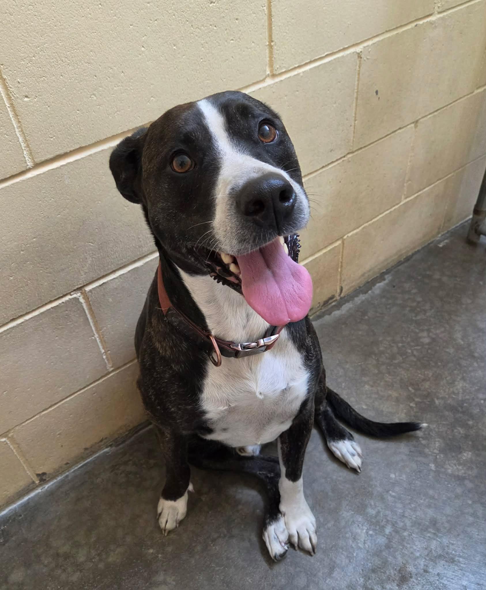 Mydas, an adopted mixed breed in Sparta, WI image 4/5