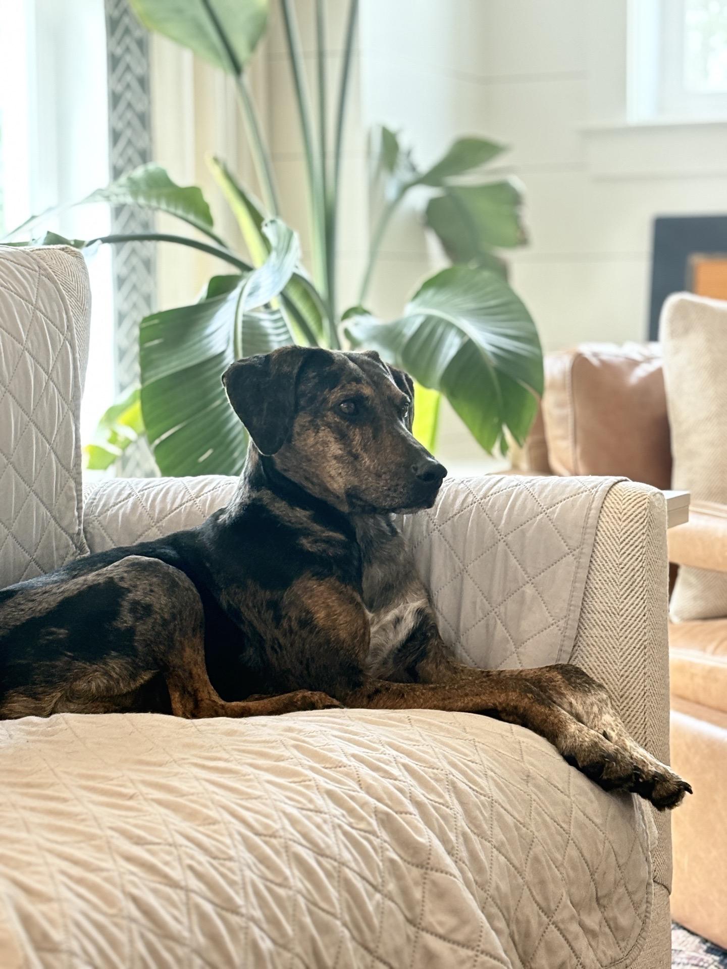 Enlarge Faith, a ADOPTABLE mixed breed in Charleston, SC image 6/6