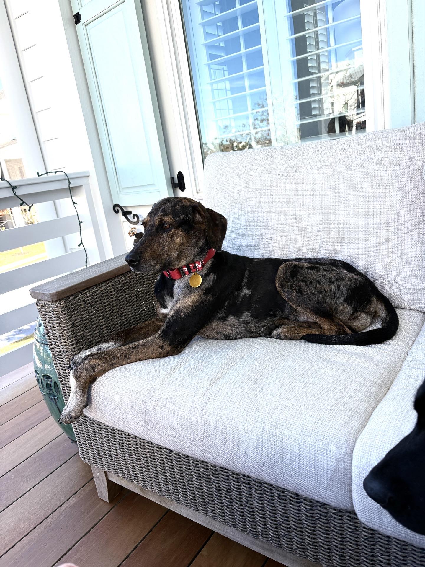 Enlarge Faith, a ADOPTABLE mixed breed in Charleston, SC image 3/6