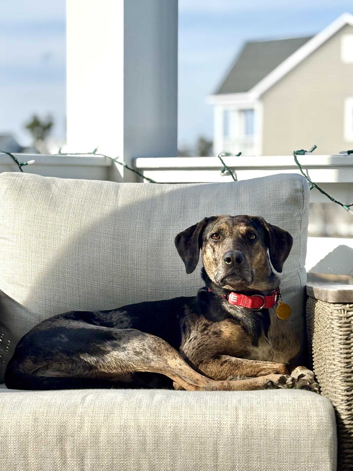 Enlarge Faith, a ADOPTABLE mixed breed in Charleston, SC image 2/6