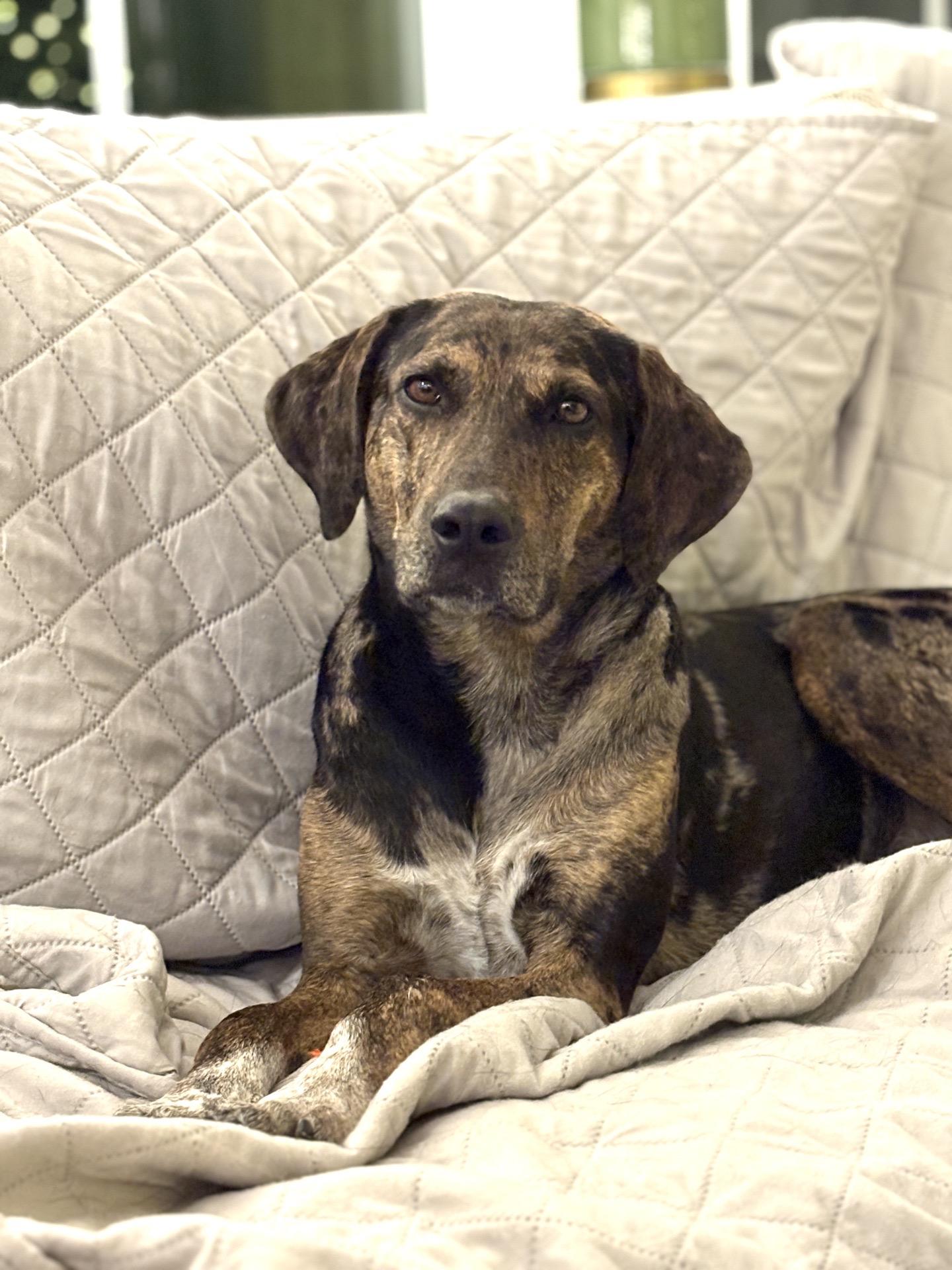 Enlarge Faith, a ADOPTABLE mixed breed in Charleston, SC image 1/6