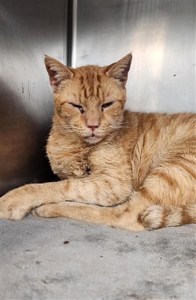 SAMMY, Adoptable, Senior Male Domestic Short Hair.