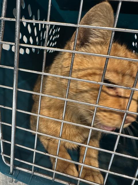 Enlarge SAMMY, a Adoptable Domestic Short Hair in Fort Walton Beach, FL image 1/1
