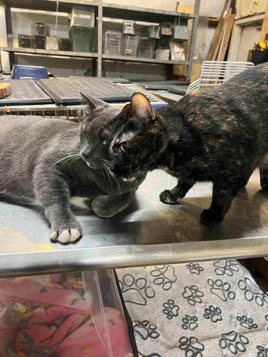 Enlarge Barney & Bindi (Millington, TN), a Adoptable Domestic Short Hair in Millington, TN image 4/4