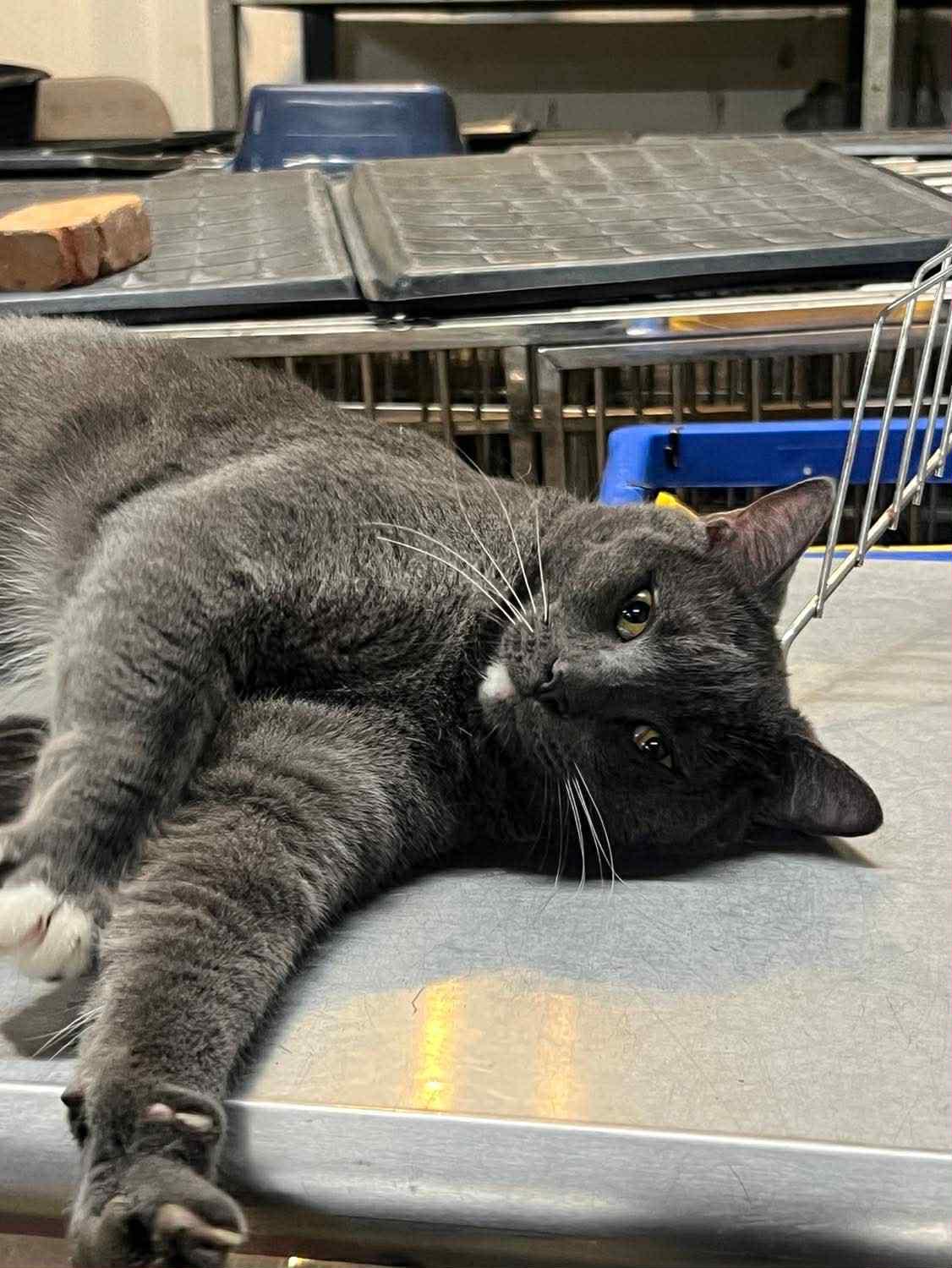 Enlarge Barney & Bindi (Millington, TN), a Adoptable Domestic Short Hair in Millington, TN image 2/4