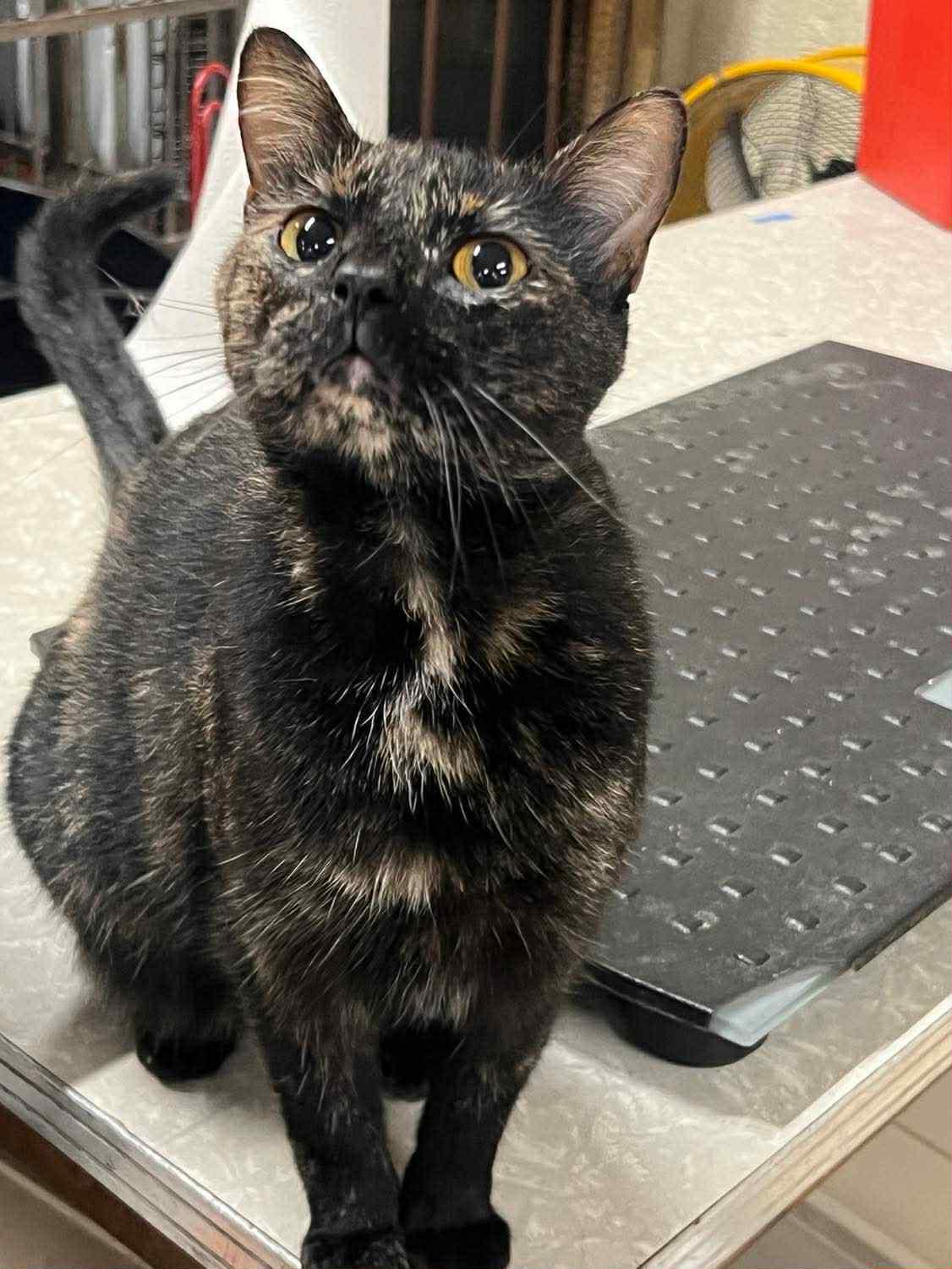 Enlarge Barney & Bindi (Millington, TN), a Adoptable Domestic Short Hair in Millington, TN image 3/4