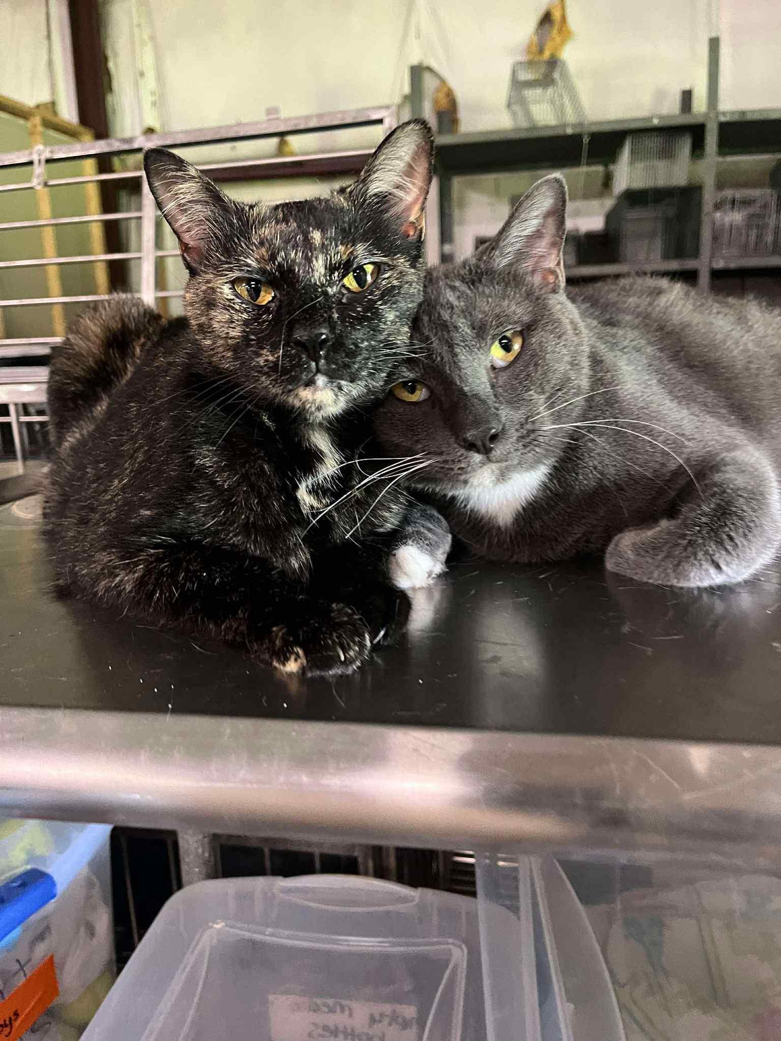 Enlarge Barney & Bindi (Millington, TN), a Adoptable Domestic Short Hair in Millington, TN image 1/4