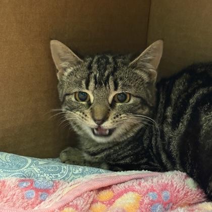 Squirrel, Adoptable, Kitten Female Domestic Short Hair.