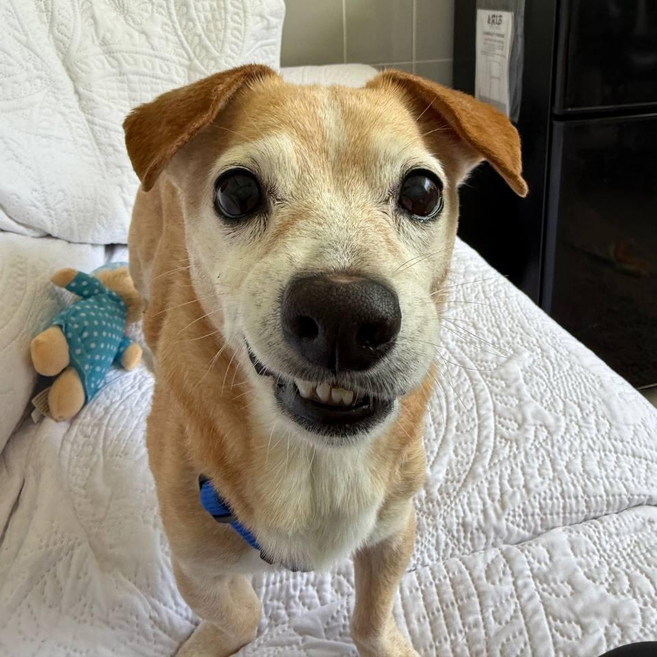 Henry, Adoptable, Adult Male Mixed Breed.