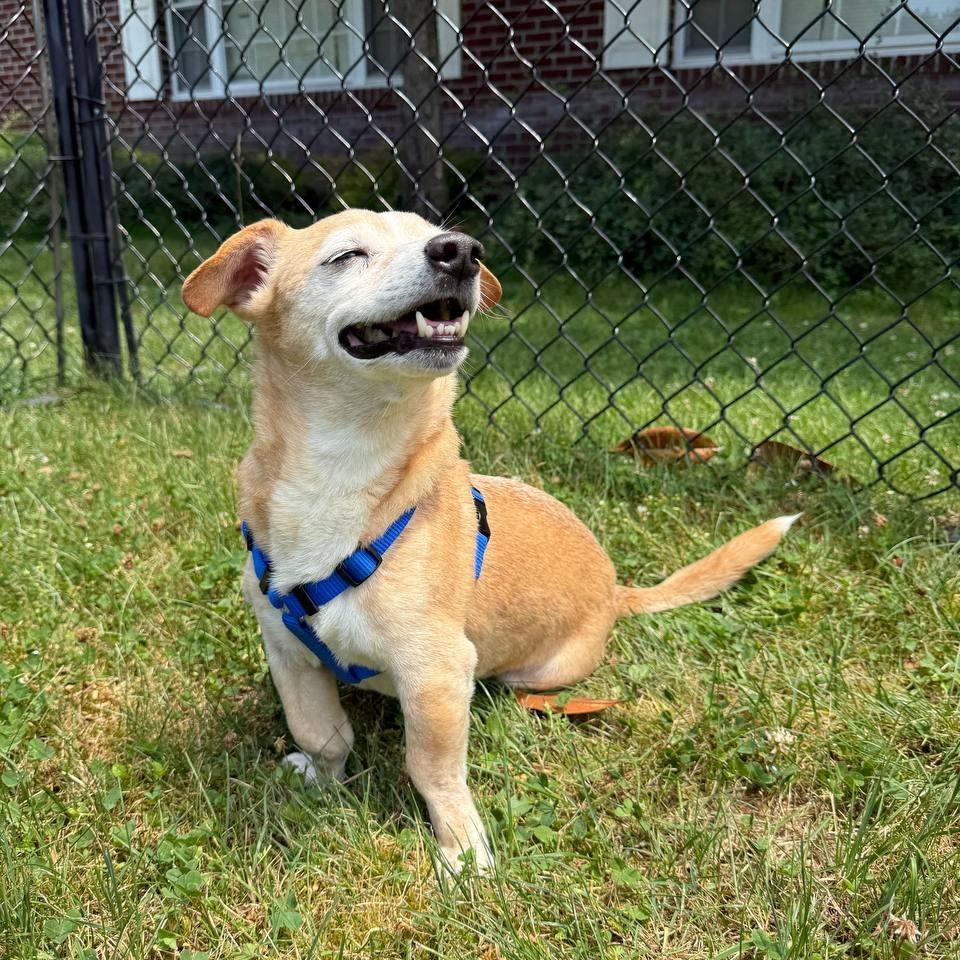 Enlarge Henry, a Adoptable Mixed Breed in Wantagh, NY image 1/6