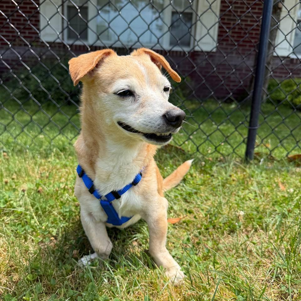 Enlarge Henry, a Adoptable Mixed Breed in Wantagh, NY image 5/6