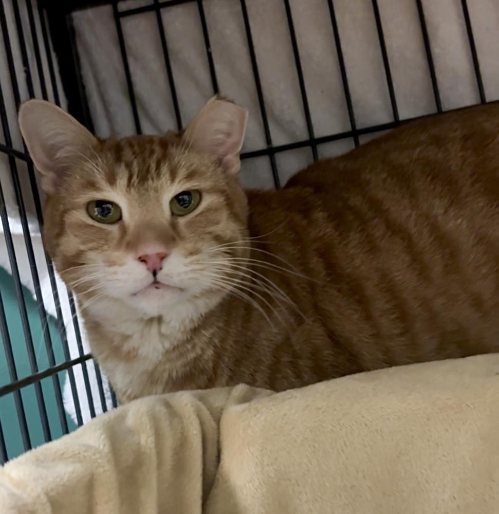 Enlarge S'Amigo, a Adoptable Domestic Short Hair in Virginia Beach, VA image 1/6