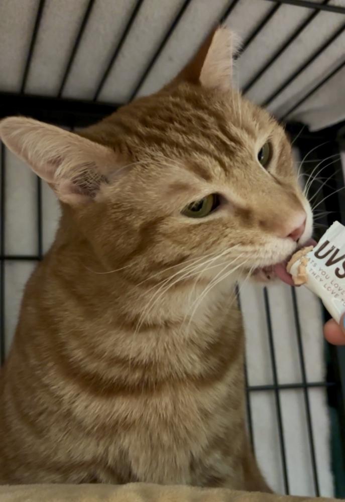 Enlarge S'Amigo, a Adoptable Domestic Short Hair in Virginia Beach, VA image 1/6