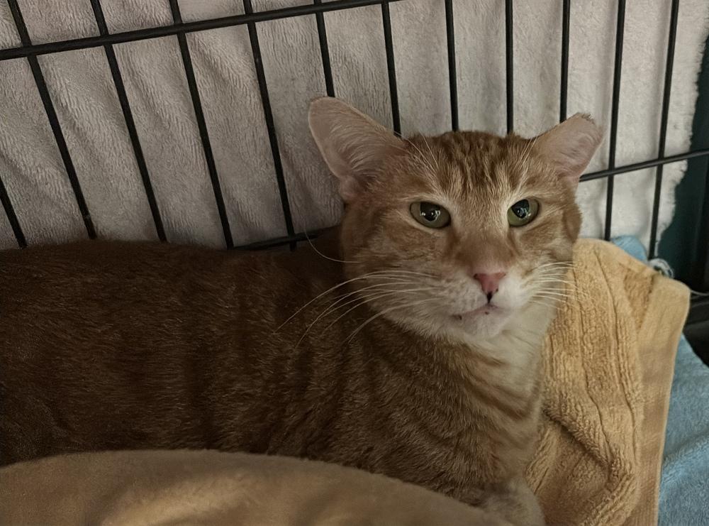 S'Amigo, Adoptable, Adult Male Domestic Short Hair.