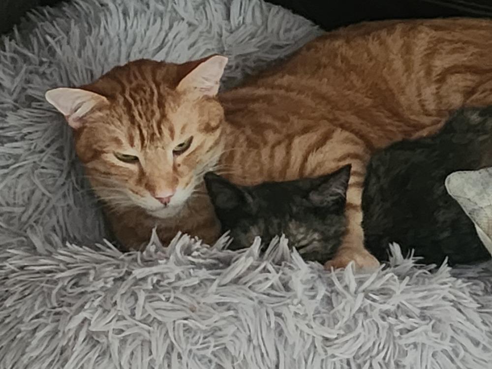 S'Amigo, Adoptable, Adult Male Domestic Short Hair.