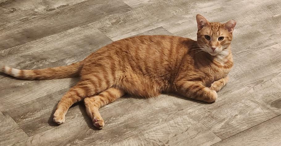 Enlarge S'Amigo, a Adoptable Domestic Short Hair in Virginia Beach, VA image 3/6