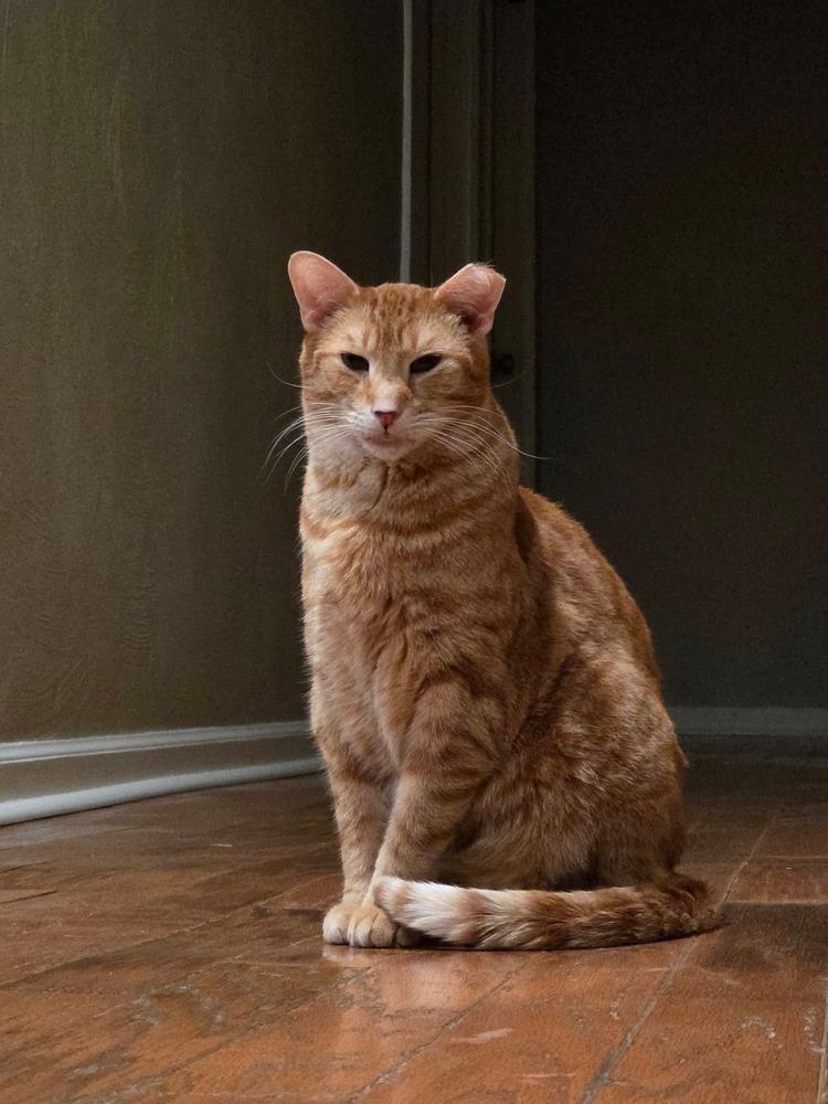 Enlarge S'Amigo, a Adoptable Domestic Short Hair in Virginia Beach, VA image 5/6