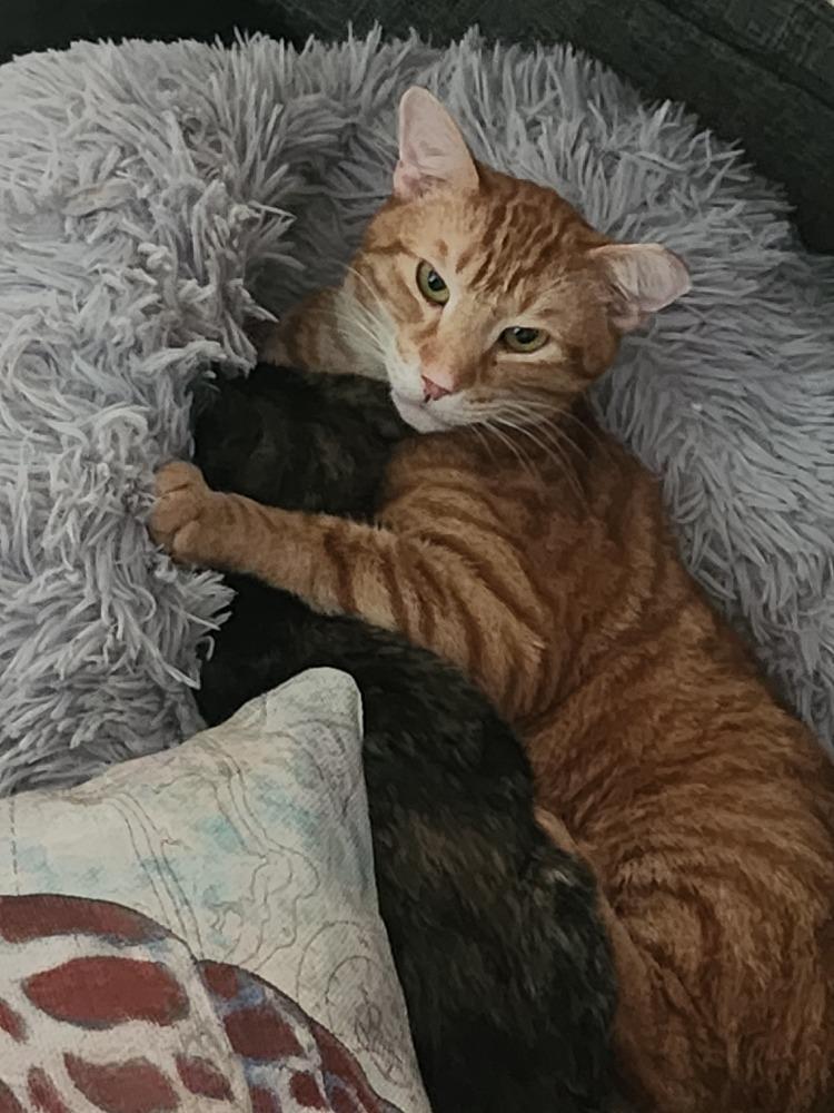 Enlarge S'Amigo, a Adoptable Domestic Short Hair in Virginia Beach, VA image 5/6