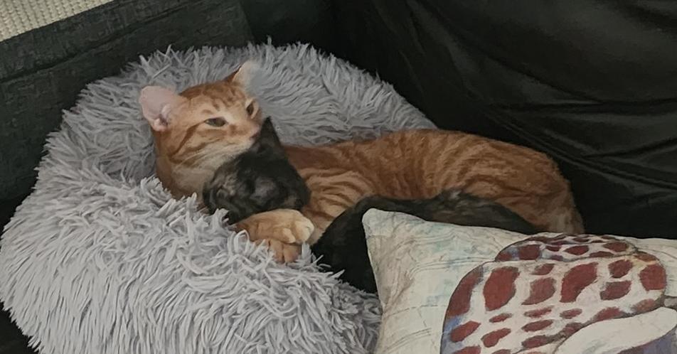 Enlarge S'Amigo, a Adoptable Domestic Short Hair in Virginia Beach, VA image 6/6