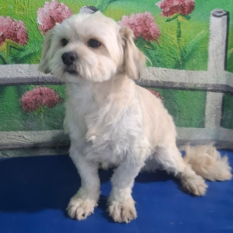Enlarge Mr. Fluffy Duke, a Adoptable mixed breed in Vancouver, BC image 5/5